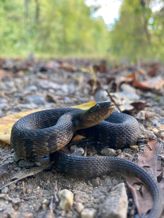Mississippi Green Water Snake 